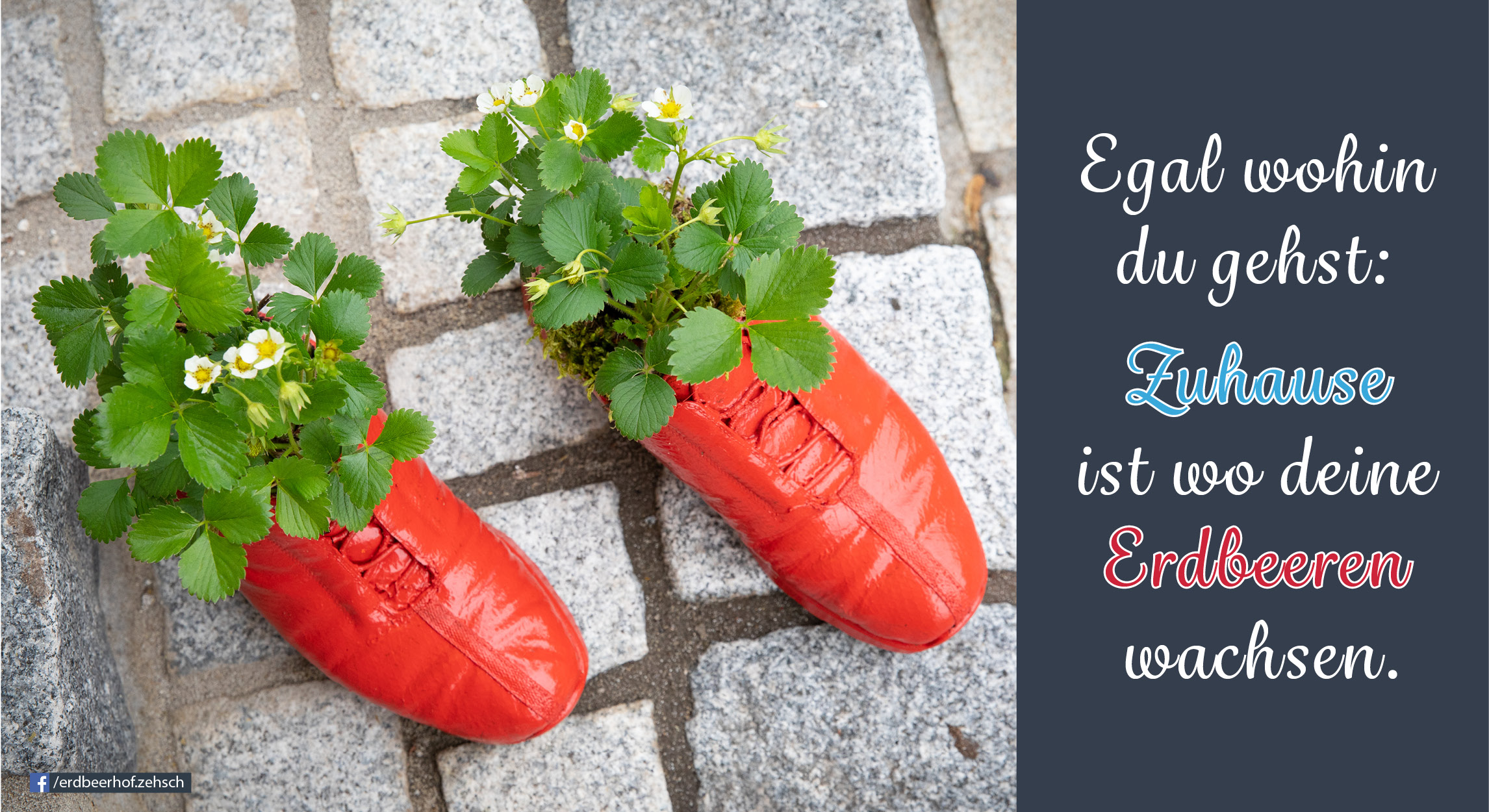 Schuhe bepflanzt mit Erdbeeren