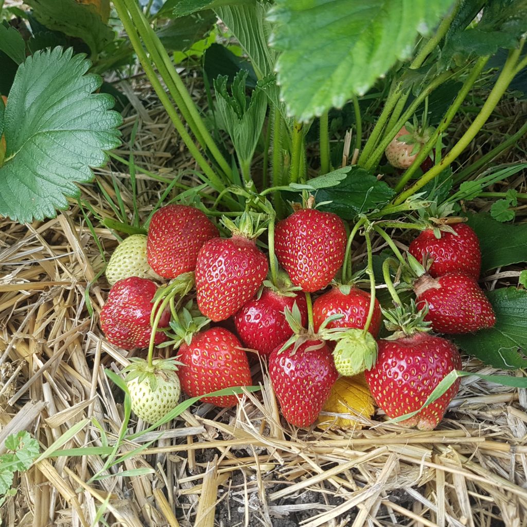 Erdbeere 'Malwina' am Stock
